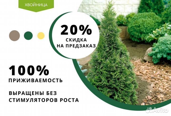 Туя в ассортименте Смарагд,Брабант,Колумна 1,5-1,8