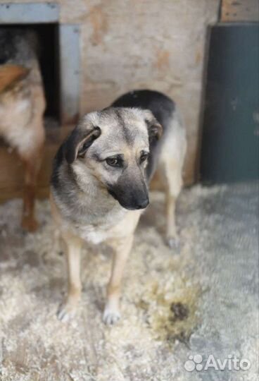 Молодая девочка ожидает свою семью в приюте