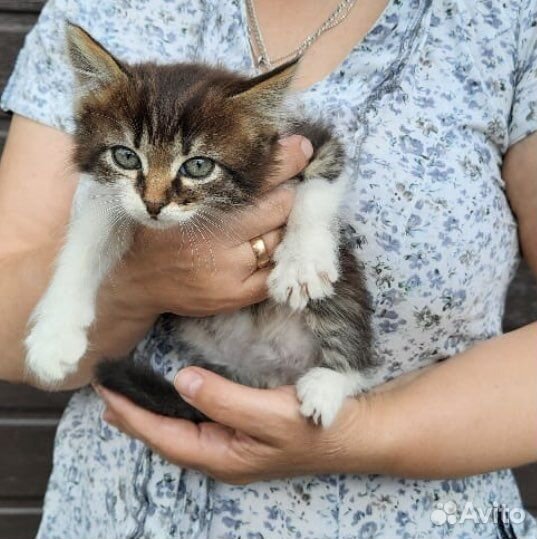 Котенок девочка 1,5 мес в дар