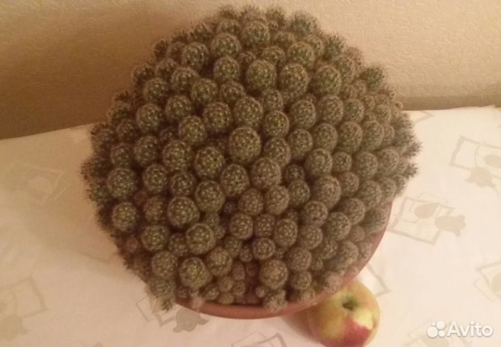 Кактус (диаметр 34 см)