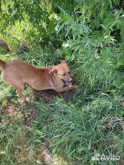 Собака из приют ищет дом