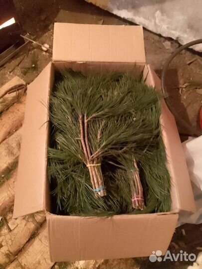 Веники пихта,кедр,можевельник