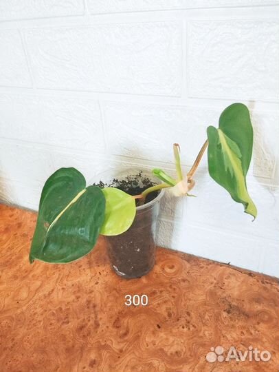 Филодендрон