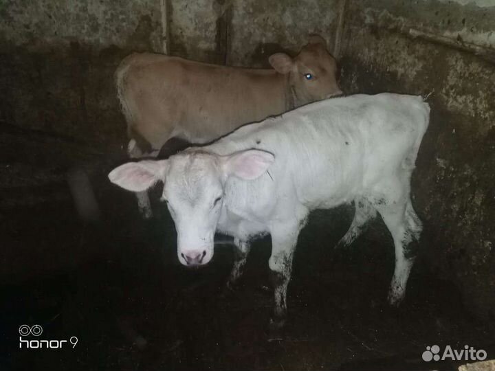 Бычки с доставкой