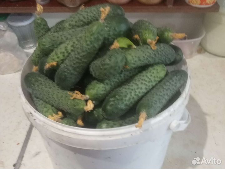 Огурцы свежие домашние