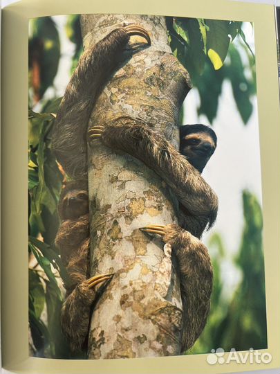 Франс Лантинг Джунгли на английском языке