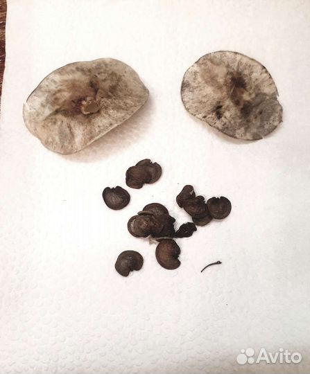 Семена лунарии (или лунника)