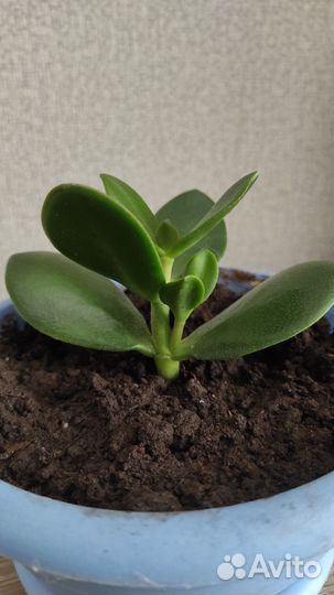 Крассула, толстянка, денежное дерево