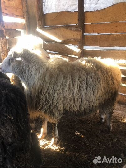 Овцы бараны ягнята