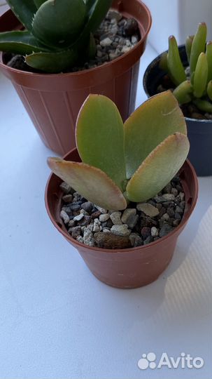 Суккуленты