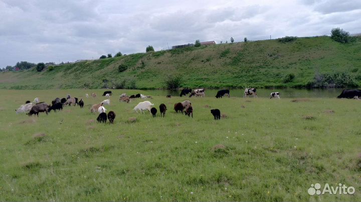 Коровы, телята, козы, бараны