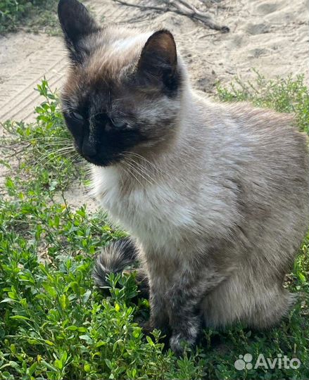 Кошка в дар