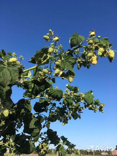 Саженцы ремонтантной малины