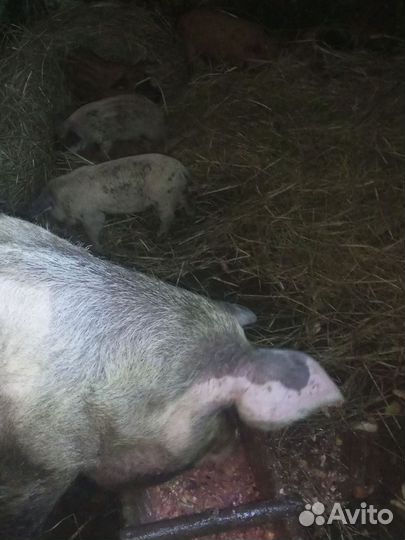 Сало-мясо.Поросята 2-2,5 месяца