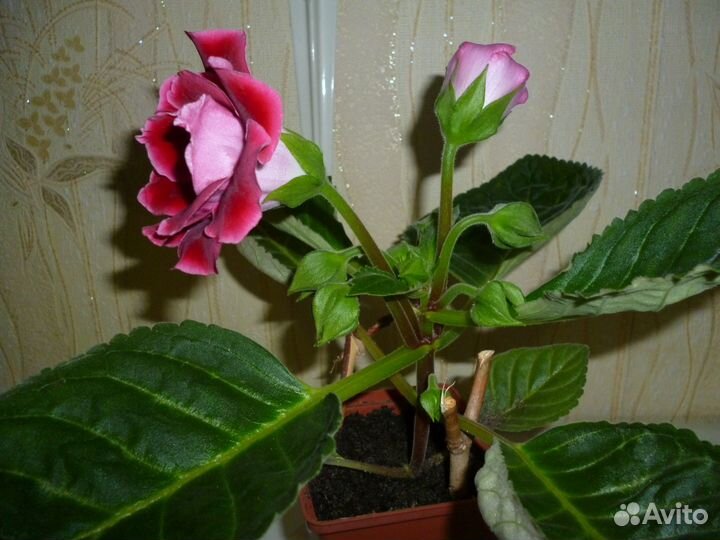 Глоксиния махровая