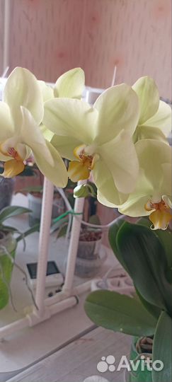 Орхидея фаленопсис