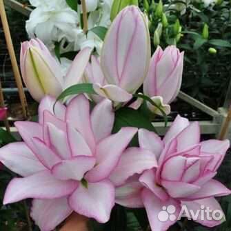 Шаровые лилий