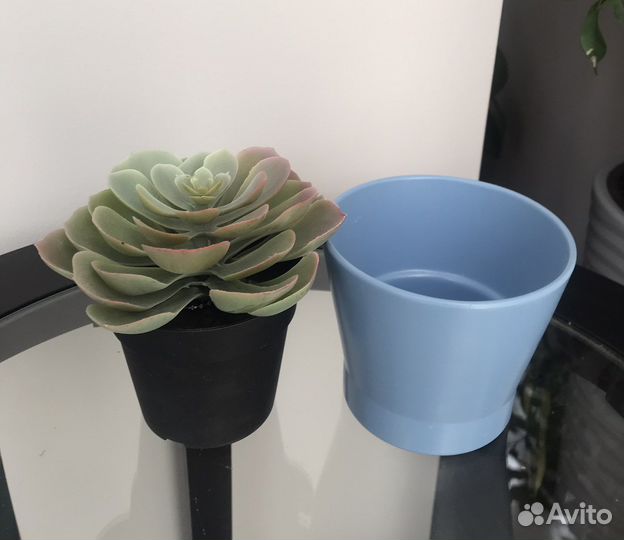 Фейка икеа Искусственное растение суккулент