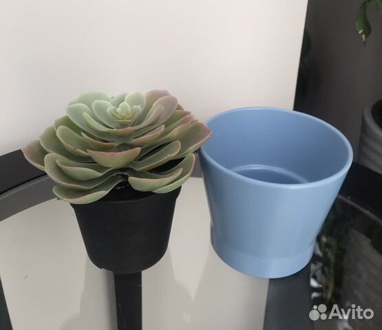 Фейка икеа Искусственное растение суккулент