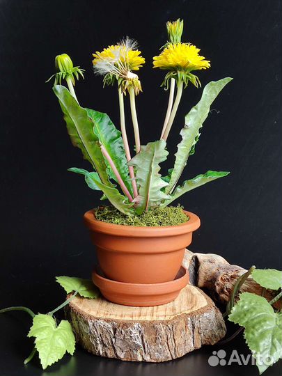 Одуванчики