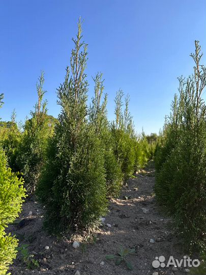 Туи Смарагд оптом самовывоз