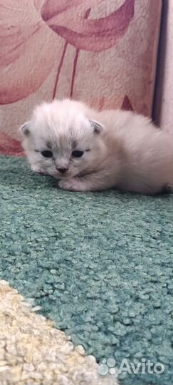 Отдам бесплатно животные