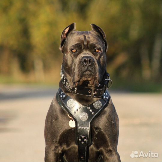 Кане Корсо для вязки