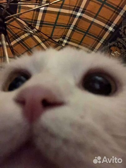 Шотландская вислоухая кошка бесплатно