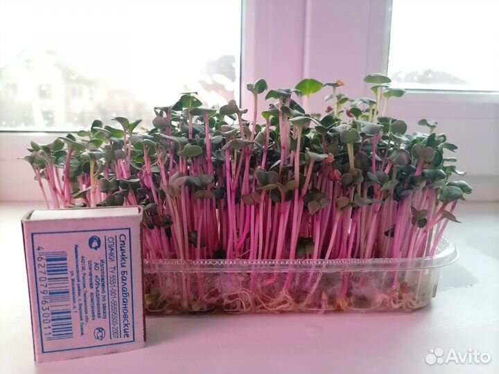 Редис Горох Мадрас Подсолнечник витграсс