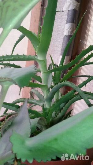 Алоэ каланхое