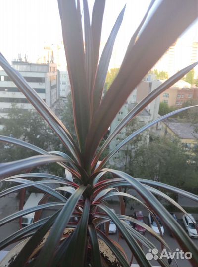 Комнатное растение Драцена