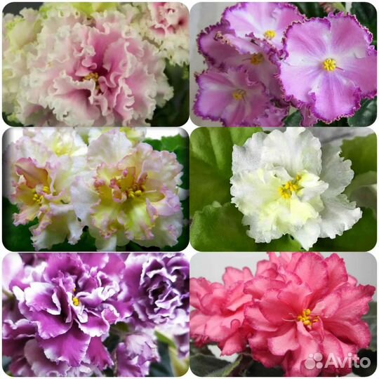 Наборы Листиков Суперских Фиалок - свежий срез