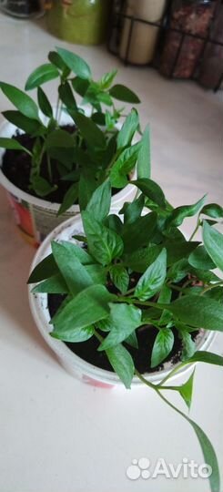 Перец на пикировку