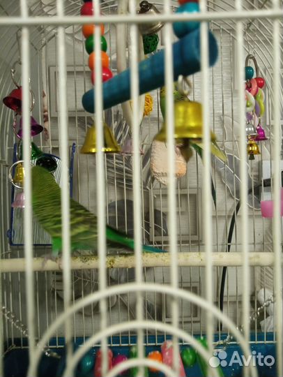 Волнистый попугай