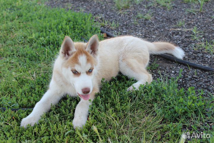 Щенки хаски. Остались две девчонки