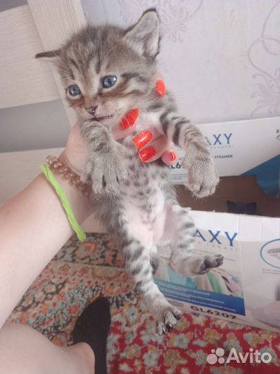Сибирская кошка