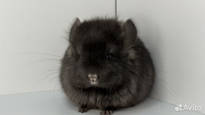 Шиншилла черная девочка