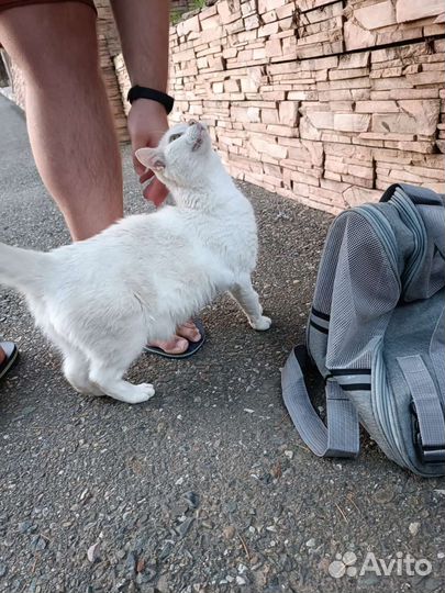 Белая кошечка