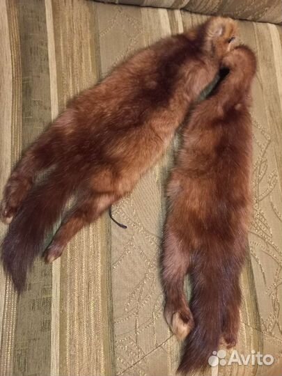 Шкурка соболя