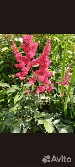 Астильба, хризантемы(разные сорта)