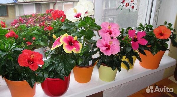 Гибискус смесь, семена