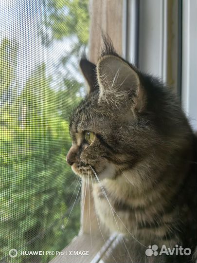 Мейн-кун кошка