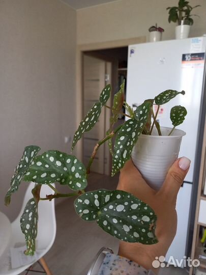 Бегония макулата