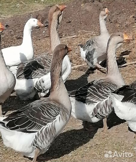 Инкубационное яйцо гусей