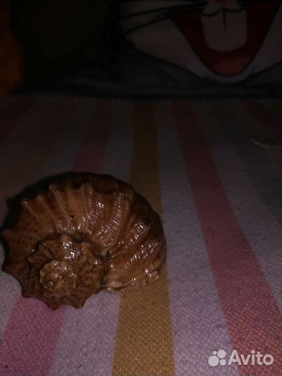 Ракушка морская большая