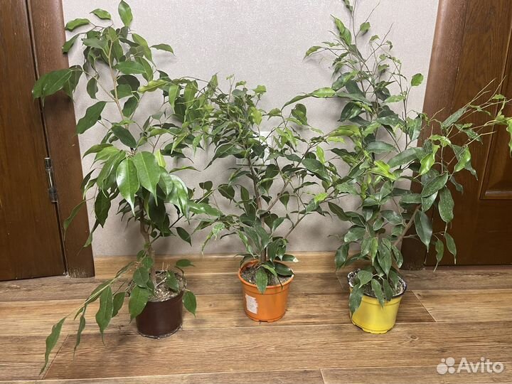 Фикус бенжамена комнатные растения