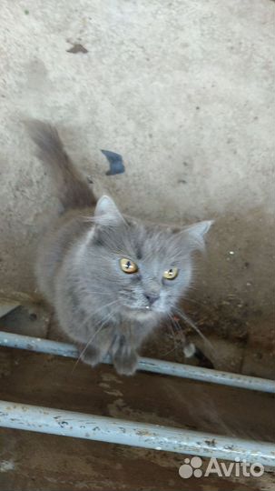 Отдадим в добрые руки кошку