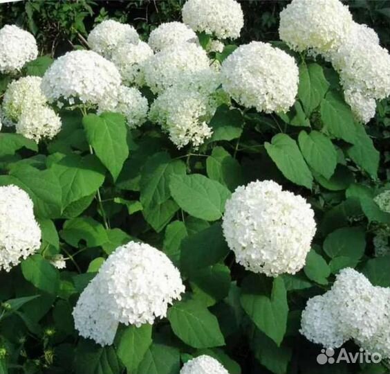 Гортензия древовидная анабель