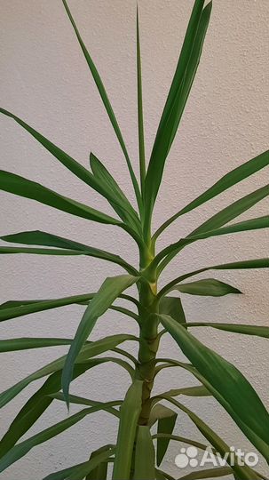 Пальма юкка