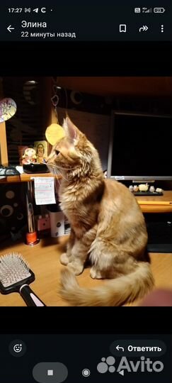 Котёнок мейн-кун